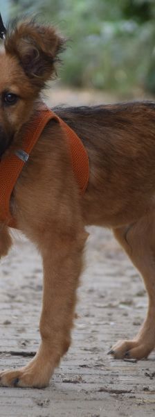 anton – Mischling, Männchen, 5 Monate, Ungarn – Foto 5