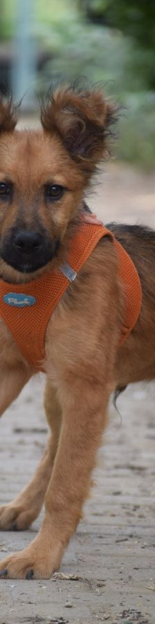 anton – Mischling, Männchen, 5 Monate, Ungarn – Foto 6