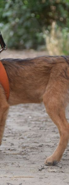 anton – Mischling, Männchen, 5 Monate, Ungarn – Foto 7