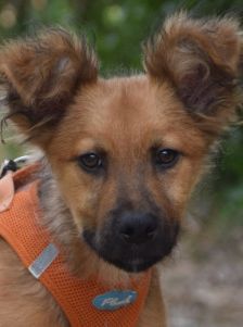 anton – Mischling, Männchen, 5 Monate, Ungarn – Foto 9