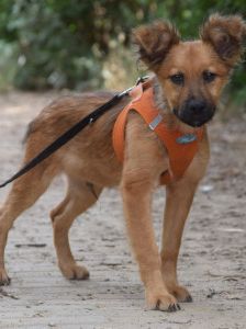 anton – Mischling, Männchen, 5 Monate, Ungarn – Foto 10