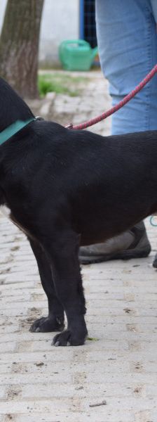 asterix – Mischling, Männchen, 4 Jahre, Ungarn – Foto 4