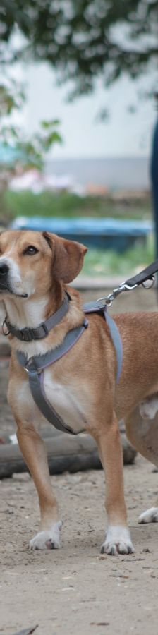 ludwig – Hund, Männchen, 3 Jahre, Ungarn – Foto 4