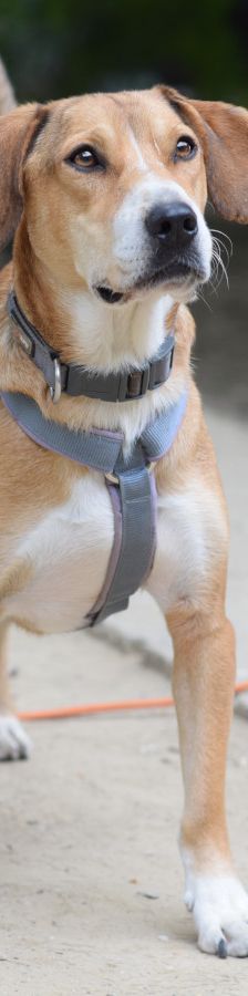 ludwig – Hund, Männchen, 3 Jahre, Ungarn – Foto 5