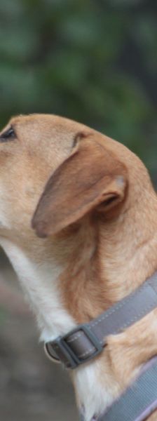 ludwig – Hund, Männchen, 3 Jahre, Ungarn – Foto 8