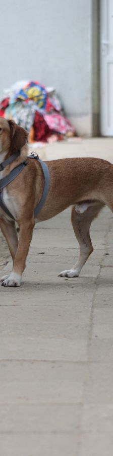 ludwig – Hund, Männchen, 3 Jahre, Ungarn – Foto 9
