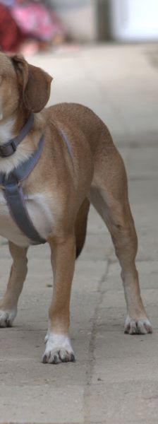 ludwig – Hund, Männchen, 3 Jahre, Ungarn – Foto 10