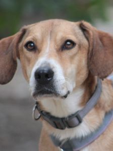 ludwig – Hund, Männchen, 3 Jahre, Ungarn – Foto 11