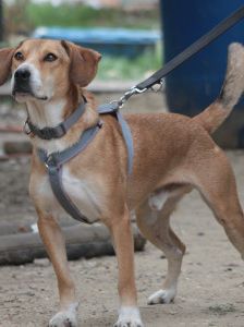 ludwig – Hund, Männchen, 3 Jahre, Ungarn – Foto 12