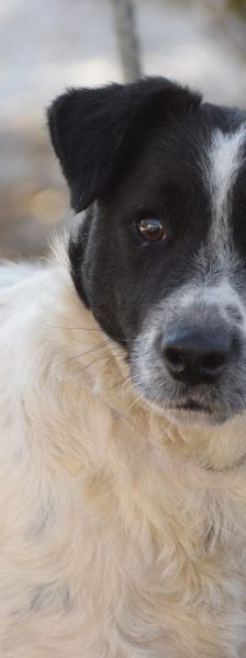 boris – Mischling, Männchen, 2 Jahre – Foto 1