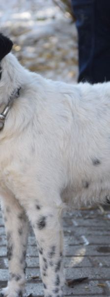 boris – Mischling, Männchen, 2 Jahre – Foto 3