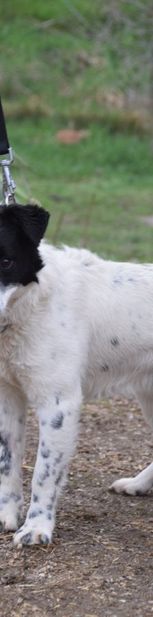 boris – Mischling, Männchen, 2 Jahre – Foto 7
