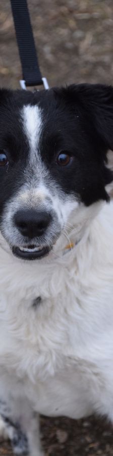 boris – Mischling, Männchen, 2 Jahre – Foto 9