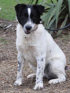 boris – Mischling, Männchen, 2 Jahre – Foto 13