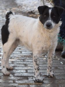 boris – Mischling, Männchen, 2 Jahre – Foto 14