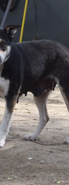 Ayana – Mischling, Weibchen, Alter unbekannt, Ungarn – Foto 2