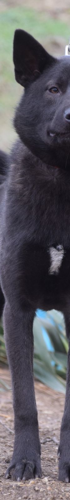 shira – Mischling, Weibchen, 1 Jahr, Ungarn – Foto 2