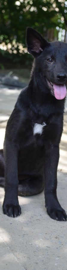 shira – Mischling, Weibchen, 1 Jahr, Ungarn – Foto 7
