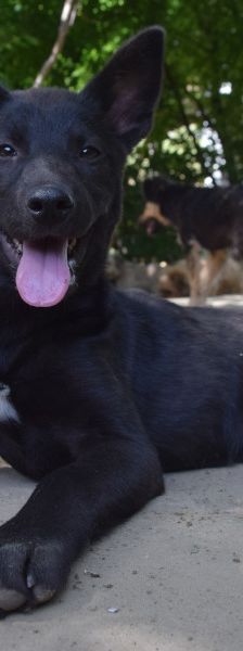 shira – Mischling, Weibchen, 1 Jahr, Ungarn – Foto 9