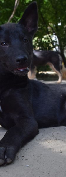 shira – Mischling, Weibchen, 1 Jahr, Ungarn – Foto 10