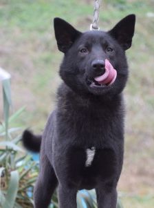 shira – Mischling, Weibchen, 1 Jahr, Ungarn – Foto 14