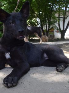 shira – Mischling, Weibchen, 1 Jahr, Ungarn – Foto 15