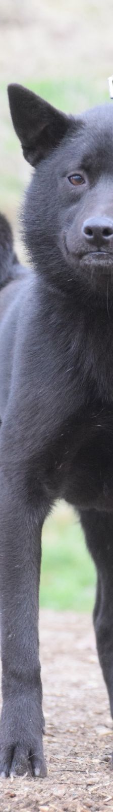 shora – Mischling, Weibchen, 1 Jahr, Ungarn – Foto 4