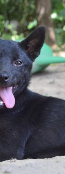 shora – Mischling, Weibchen, 1 Jahr, Ungarn – Foto 6