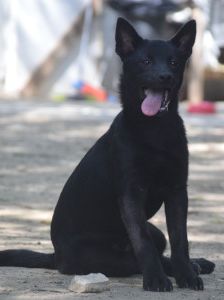 shora – Mischling, Weibchen, 1 Jahr, Ungarn – Foto 12