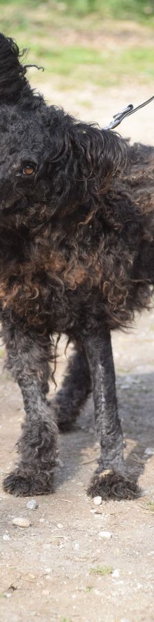 cordula – Mischling, Unbekannt, 2 Jahre, Ungarn – Foto 4