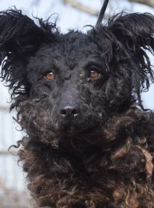 cordula – Mischling, Unbekannt, 2 Jahre, Ungarn – Foto 8