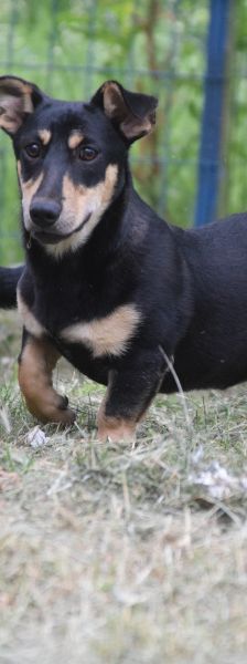 sylvia – Mischling, Weibchen, 3 Jahre, Ungarn – Foto 1