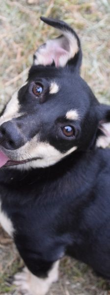 sylvia – Mischling, Weibchen, 3 Jahre, Ungarn – Foto 2