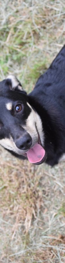 sylvia – Mischling, Weibchen, 3 Jahre, Ungarn – Foto 3