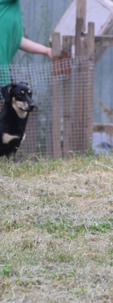 sylvia – Mischling, Weibchen, 3 Jahre, Ungarn – Foto 4