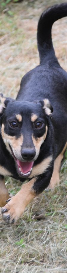sylvia – Mischling, Weibchen, 3 Jahre, Ungarn – Foto 5