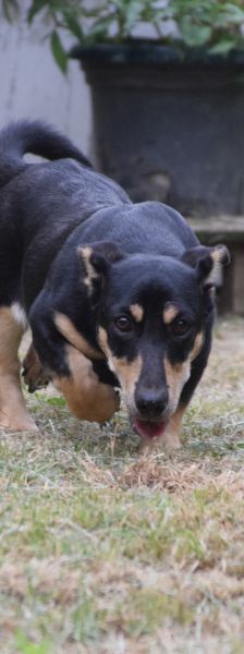 sylvia – Mischling, Weibchen, 3 Jahre, Ungarn – Foto 6