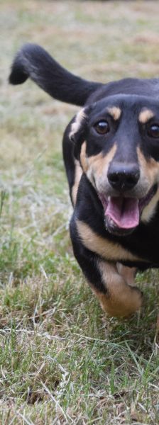 sylvia – Mischling, Weibchen, 3 Jahre, Ungarn – Foto 7