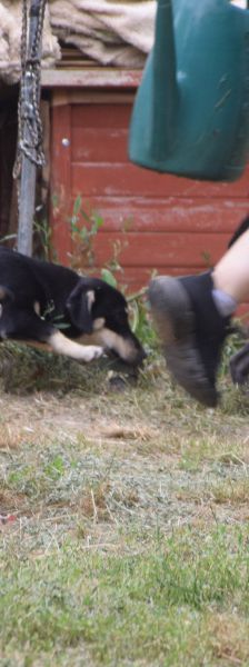 sylvia – Mischling, Weibchen, 3 Jahre, Ungarn – Foto 9