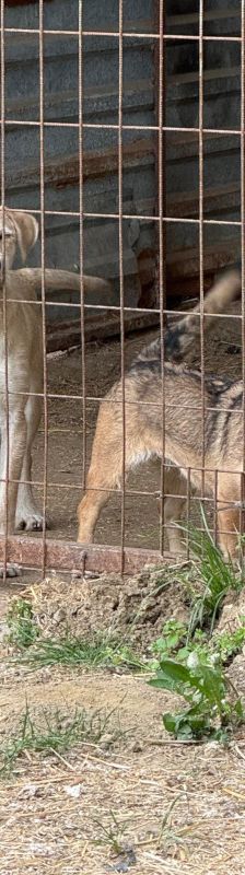 lim – Mischling, Männchen, 1 Jahr, Ungarn – Foto 3