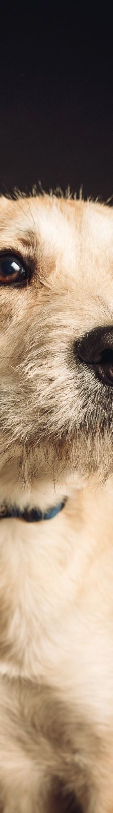 lim – Mischling, Männchen, 1 Jahr, Ungarn – Foto 4
