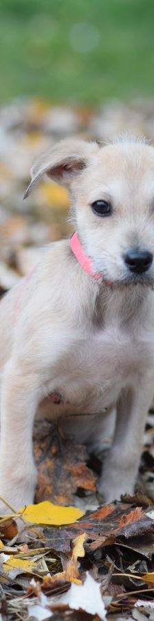lim – Mischling, Männchen, 1 Jahr, Ungarn – Foto 15