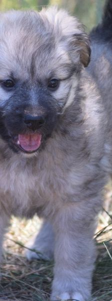 lizzy – Hund, Weibchen, 2 Monate – Foto 1