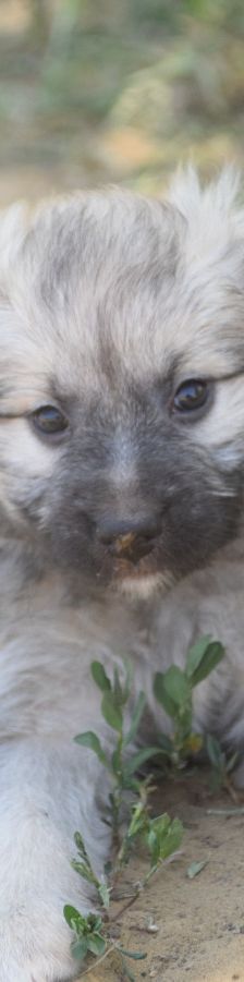 lizzy – Hund, Weibchen, 2 Monate – Foto 2