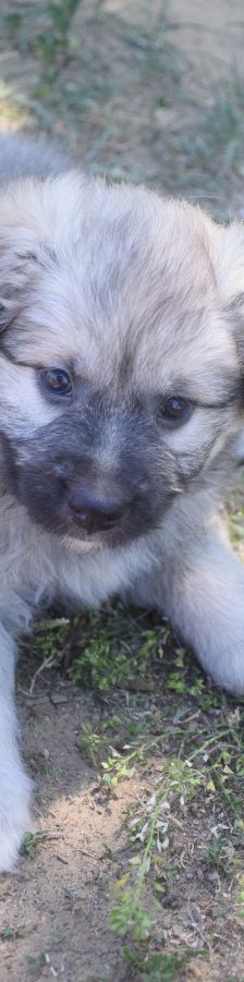 lizzy – Hund, Weibchen, 2 Monate – Foto 3
