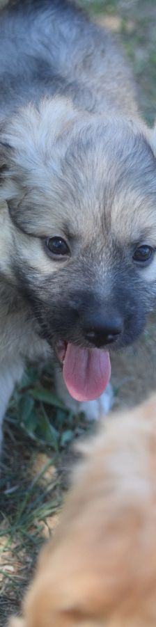 lizzy – Hund, Weibchen, 2 Monate – Foto 4
