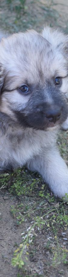 lizzy – Hund, Weibchen, 2 Monate – Foto 5