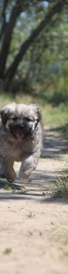 lizzy – Hund, Weibchen, 2 Monate – Foto 6