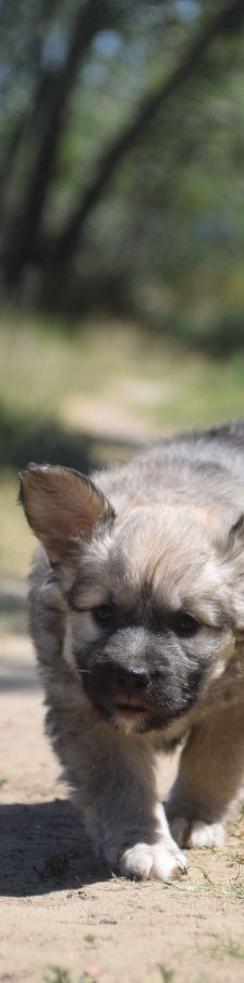 lizzy – Hund, Weibchen, 2 Monate – Foto 7