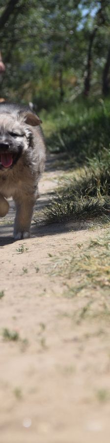 lizzy – Hund, Weibchen, 2 Monate – Foto 8